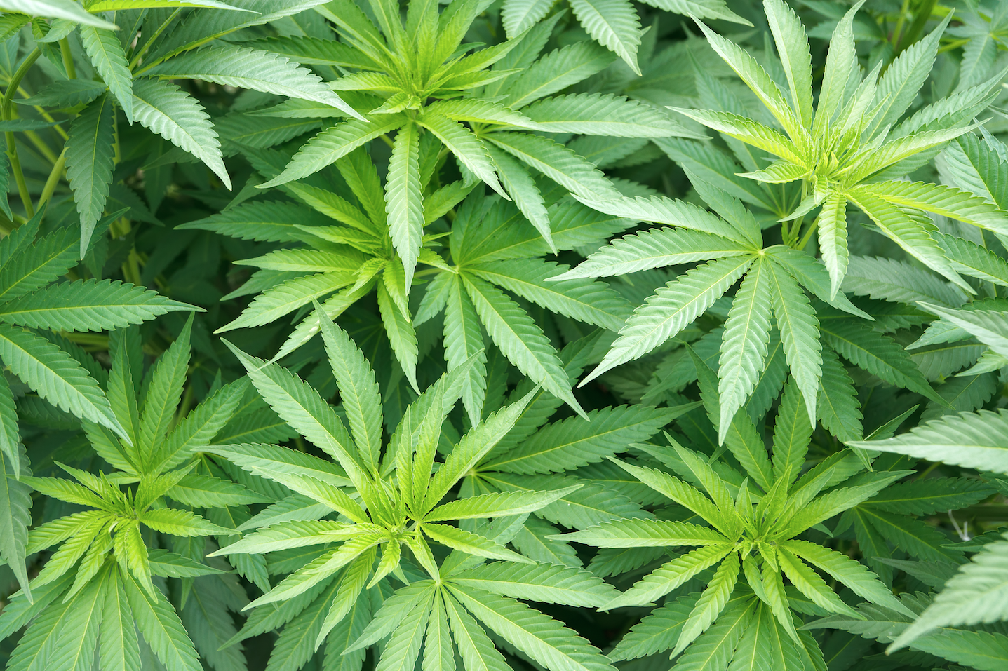pot