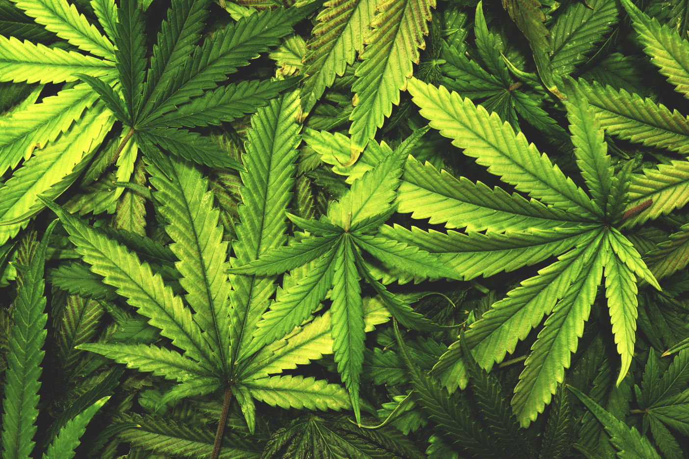 cannabis